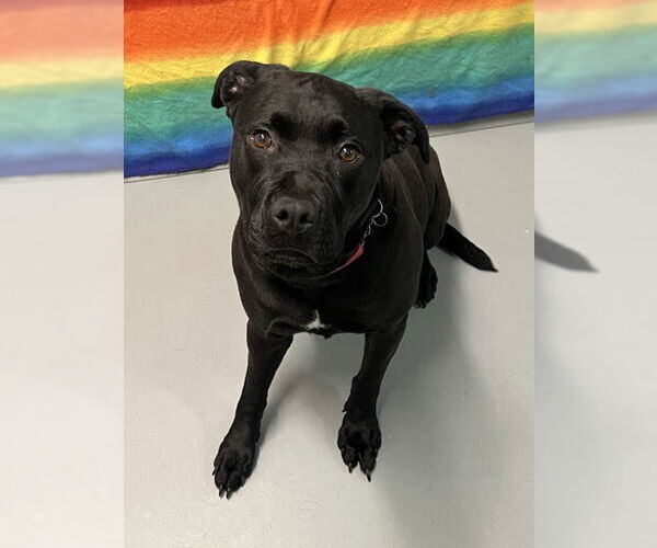 Medium Photo #1 Labrador Retriever Puppy For Sale in Lake City, MI, USA