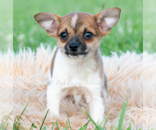 Medium Photo #50 Chihuahua Puppy For Sale in WARSAW, IN, USA