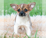 Puppy 8 Chihuahua