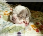 Small Photo #11 American Bully Puppy For Sale in PORTLAND, OR, USA
