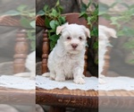 Small Photo #32 Havanese Puppy For Sale in GOSHEN, IN, USA