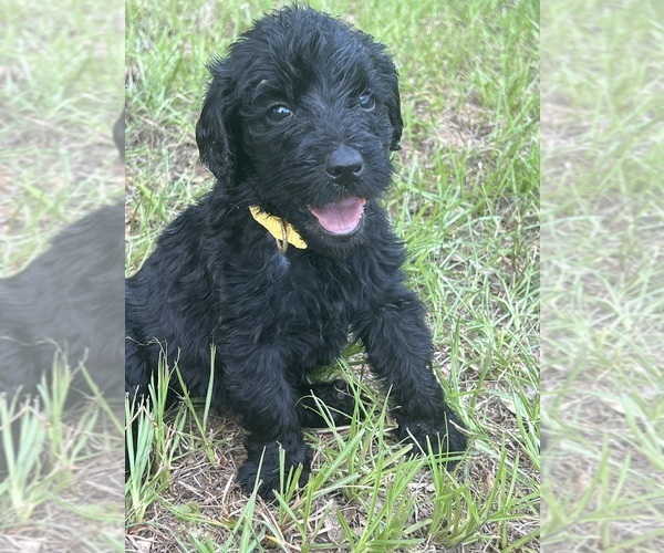 Medium Photo #6 Labradoodle Puppy For Sale in WILLISTON, SC, USA