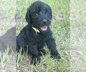 Medium Labradoodle