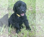 Puppy Yellow collar Labradoodle