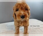 Small Photo #1 Goldendoodle Puppy For Sale in SCAPPOOSE, OR, USA