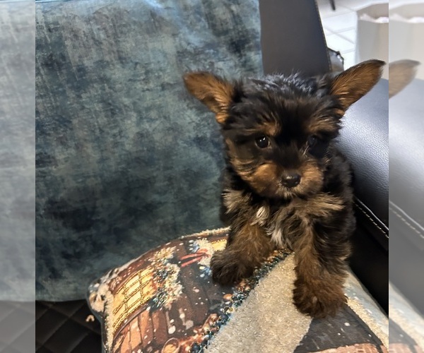 Medium Photo #7 Yorkshire Terrier Puppy For Sale in BRIDGETON, NJ, USA