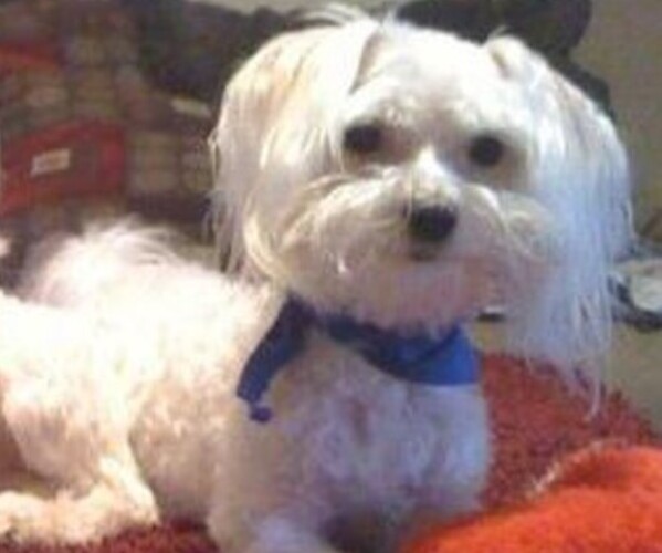 Medium Photo #1 Mal-Shi Puppy For Sale in JASONVILLE, IN, USA