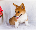Small #4 Pembroke Welsh Corgi