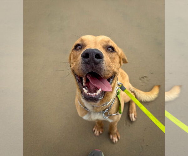 Medium Photo #13 Labrador Retriever-Unknown Mix Puppy For Sale in San Diego, CA, USA