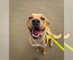 Small #12 Labrador Retriever Mix