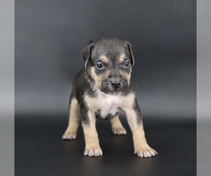 American Bully Puppy for sale in CHAMPAIGN, IL, USA