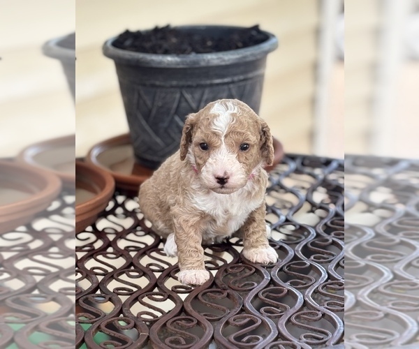 Medium Photo #3 Goldendoodle (Miniature) Puppy For Sale in SAINT MARYS, KS, USA