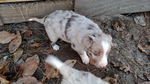 Medium Photo #4 Border Collie Puppy For Sale in RANDOLPH, AL, USA