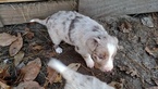 Small Photo #4 Border Collie Puppy For Sale in RANDOLPH, AL, USA
