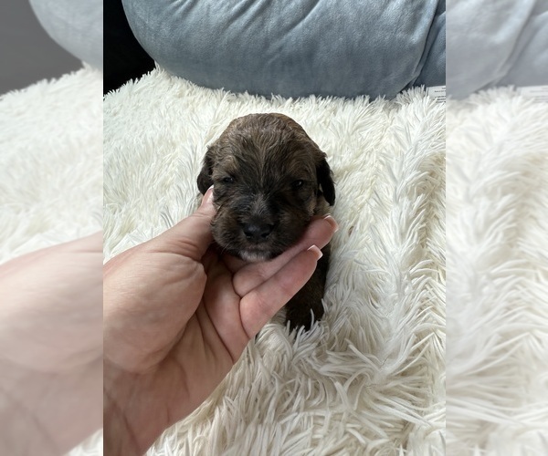 Medium Photo #96 Bernedoodle Puppy For Sale in BELMONT, NC, USA