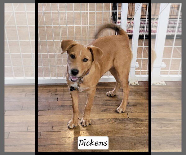 Medium Photo #7 Mutt Puppy For Sale in Granbury, TX, USA