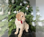 Small Photo #7 Goldendoodle Puppy For Sale in PORTLAND, OR, USA