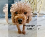 Small Poodle (Miniature)