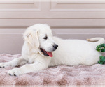 Small #3 English Cream Golden Retriever