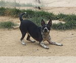 Small #1 Staffordshire Bull Terrier Mix