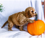 Zack - Male Cockalier Puppy for Sale - Photo #11