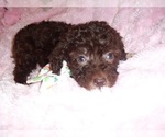 Small #6 Poodle (Toy)