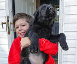 Small Photo #20 Black Russian Terrier Puppy For Sale in S CHARLESTON, WV, USA