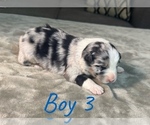 Puppy Boy 3 Australian Shepherd