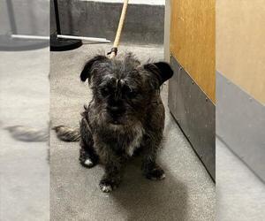 Cairn Terrier-Unknown Mix Dogs for adoption in Forestville, MD, USA