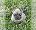 Small Photo #2 French Bulldog Puppy For Sale in PEACHLAND, NC, USA