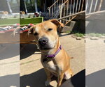 Small #6 Labrador Retriever Mix