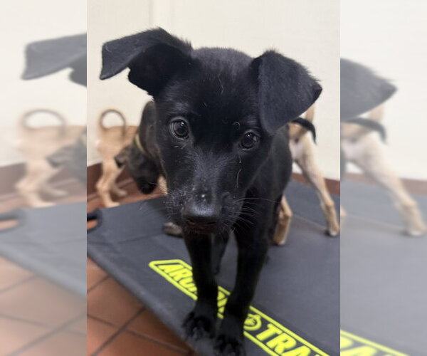 Medium Photo #2 Labrador Retriever-Unknown Mix Puppy For Sale in Jefferson, NJ, USA
