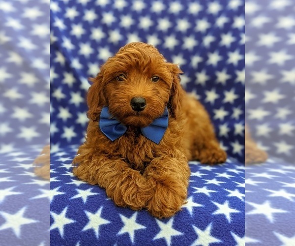 Medium Photo #8 Goldendoodle-Poodle (Toy) Mix Puppy For Sale in NOTTINGHAM, PA, USA