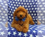 Small Photo #8 Goldendoodle-Poodle (Toy) Mix Puppy For Sale in NOTTINGHAM, PA, USA