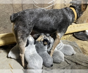 Australian Cattle Dog Puppy for sale in ORLEANS, IN, USA
