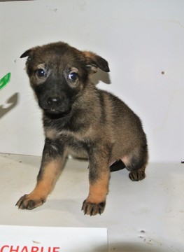 Medium Photo #1 German Shepherd Dog Puppy For Sale in NEW HAVEN, IN, USA