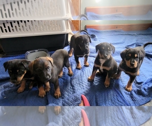 Medium Photo #2 Bernese Mountain Dog-Doberman Pinscher Mix Puppy For Sale in OMAHA, NE, USA