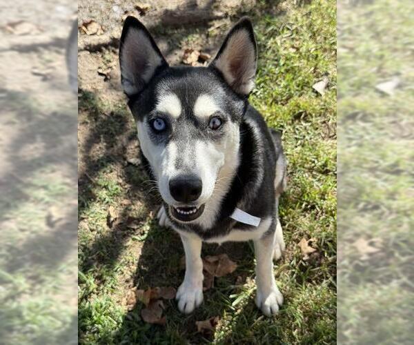 Medium Photo #2 Siberian Husky Puppy For Sale in Riverside, CA, USA