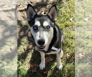 EVEREST - Female Siberian Husky Dog for Adoption - Photo #2