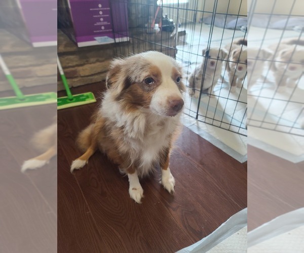 Medium Photo #1 Miniature Australian Shepherd Puppy For Sale in WALLER, TX, USA