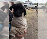 Small #2 Poodle (Standard) Mix