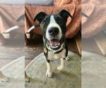 Small #2 Labrador Retriever Mix