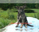 Small #4 German Shepherd Dog