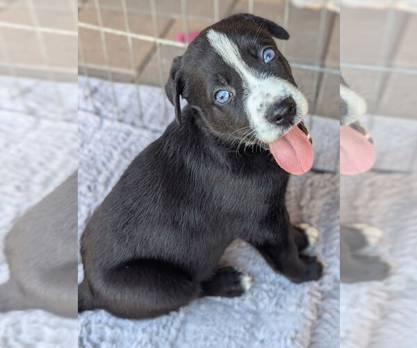 Medium Photo #1 German Shepherd Dog-Unknown Mix Puppy For Sale in Dana Point, CA, USA