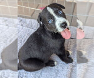 German Shepherd Dog-Unknown Mix Dogs for adoption in Dana Point, CA, USA