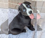 Small German Shepherd Dog Mix