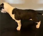 Puppy Snoopy Bullypit-English Bulldog Mix