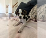 Small Mutt
