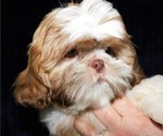 Small Photo #6 Shih Tzu Puppy For Sale in ENKA, NC, USA