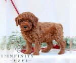 Small #3 Goldendoodle (Miniature)